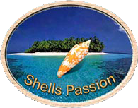 Logo SHELL'S PASSION